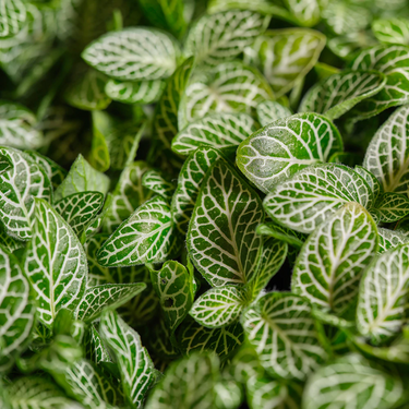 Fittonia Plant - Nerve plant